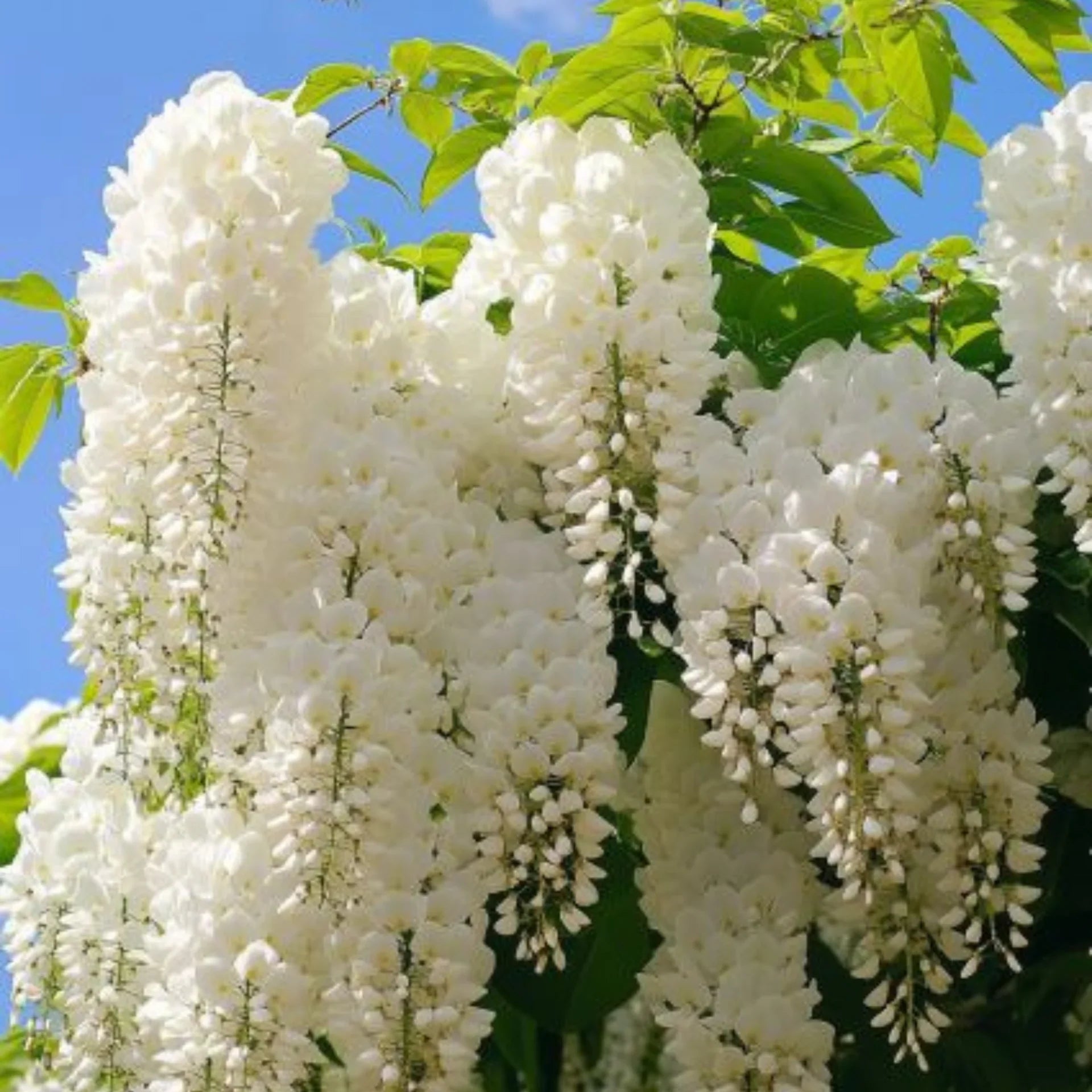 Premium White Wisteria Flower seeds for Planting Cottage Garden Essential, Heirloom & GMO Free Seeds for Home Garden seeds