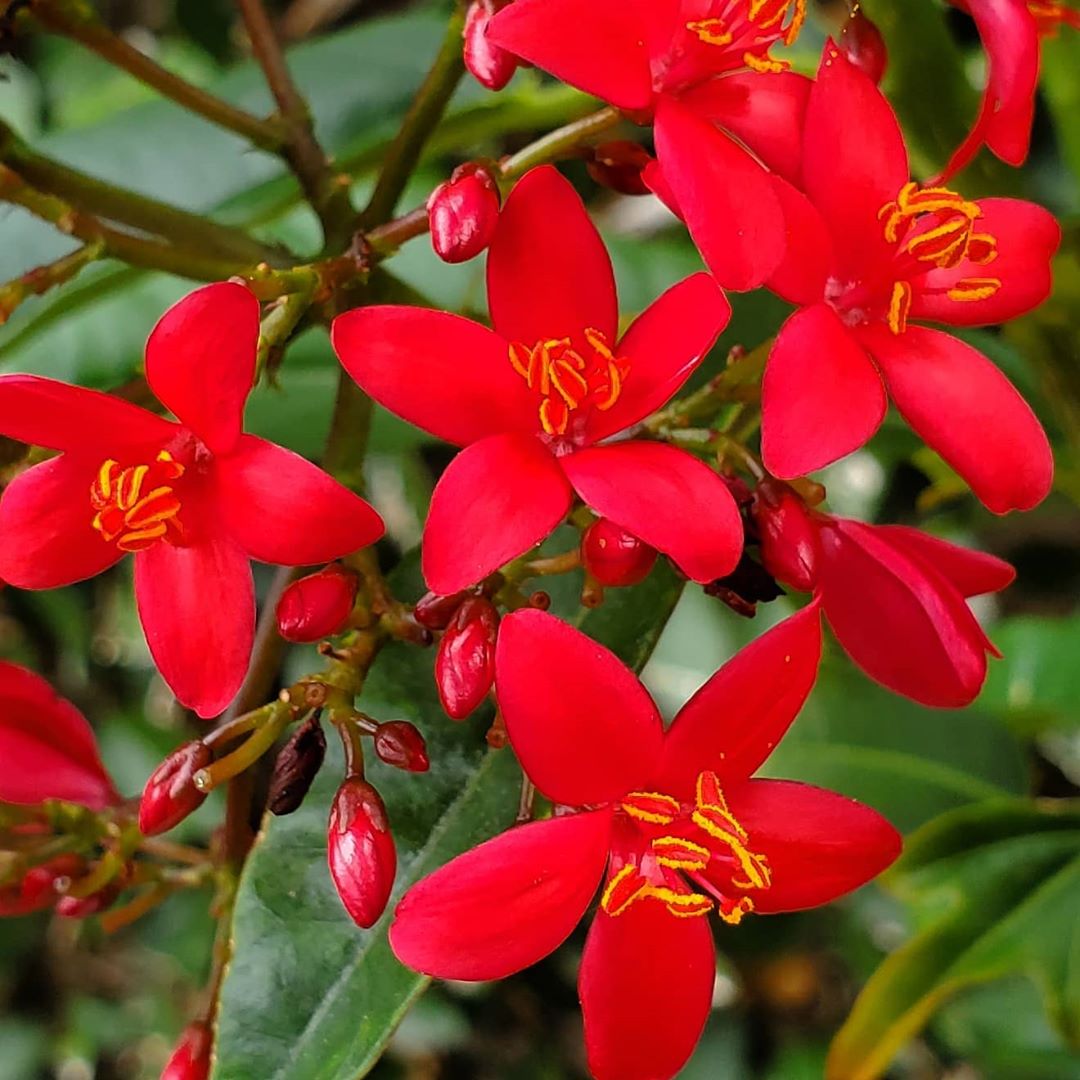 Jatropha Flower seeds for Planting Wildflower Mix Heirloom & GMO Free Seeds for Home Garden