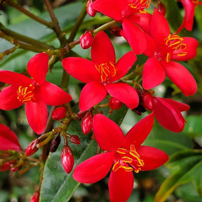 Jatropha Flower seeds for Planting Wildflower Mix Heirloom & GMO Free Seeds for Home Garden