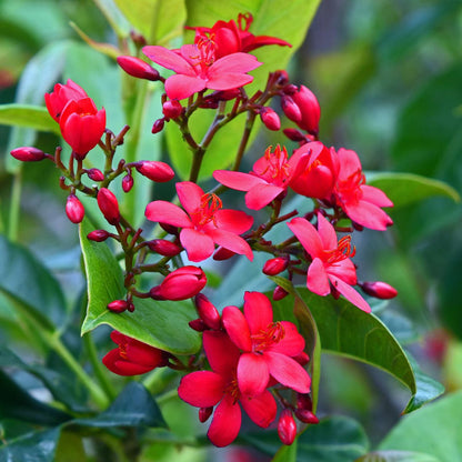 Jatropha Flower seeds for Planting Wildflower Mix Heirloom & GMO Free Seeds for Home Garden 
 
 Sale for planting in home garden