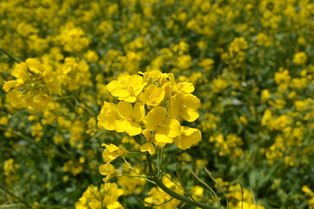 Canola Oil Flower seeds for Planting Hardy Variety Heirloom & GMO Free Seeds for Home Garden