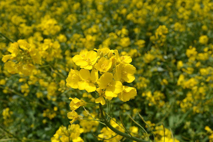 Canola Oil Flower seeds for Planting Hardy Variety Heirloom & GMO Free Seeds for Home Garden