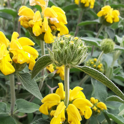 Jerusalem Sage Yellow Flower seeds for Planting - Drought Tolerant, Heirloom & GMO Free Seeds for Home Garden
