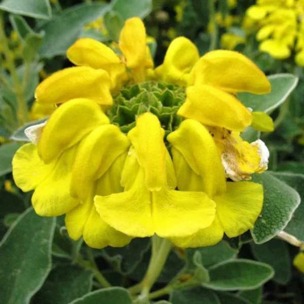 Jerusalem Sage Yellow Flower seeds for Planting - Drought Tolerant, Heirloom & GMO Free Seeds for Home Garden