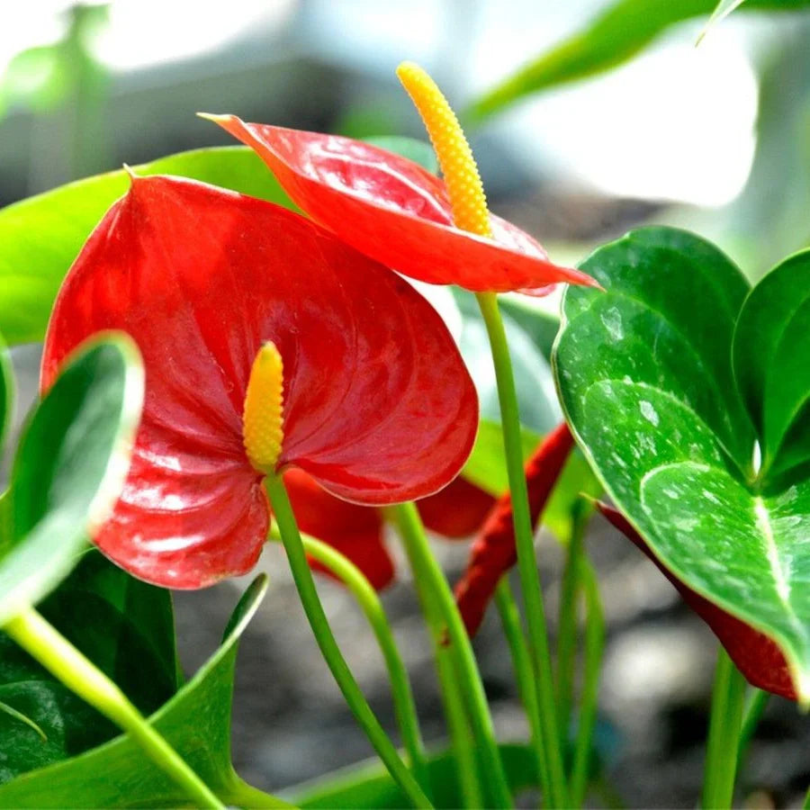 Heirloom Anthurium Flower seeds for Planting Shade Tolerant Heirloom & GMO Free Seeds for Home Garden