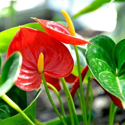 Heirloom Anthurium Flower seeds for Planting Shade Tolerant Heirloom & GMO Free Seeds for Home Garden