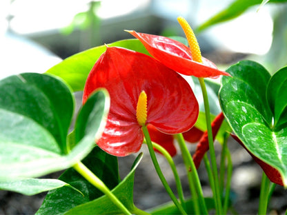Anthurium Indoor Planting Seeds - Grow Exotic Blooms | Flower For