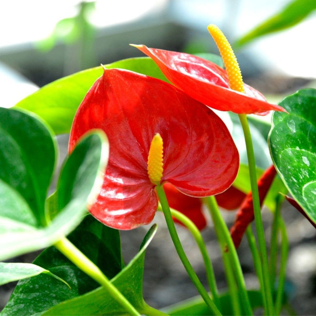 Anthurium Flower seeds for Planting Drought Tolerant Heirloom & GMO Free Seeds for Home Garden vegetable and garden seeds