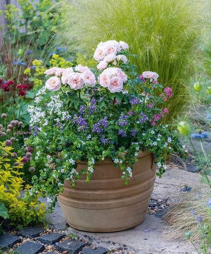 Heirloom Patio Potted Flower seeds for Planting Premium Quality Heirloom & GMO Free Seeds for Home Garden
