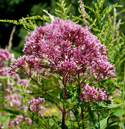 Joe Pye Flower seeds for Planting Shade Tolerant Heirloom & GMO Free Seeds for Home Garden