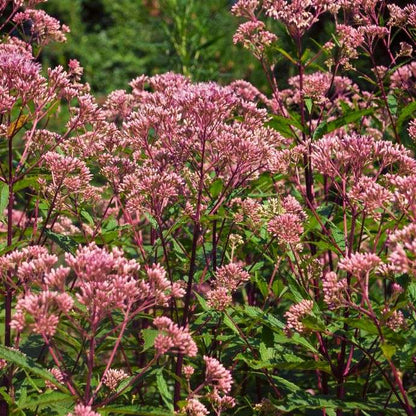 Joe Pye Flower seeds for Planting Shade Tolerant Heirloom & GMO Free Seeds for Home Garden