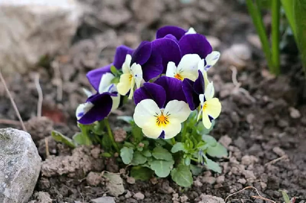 Johnny Jump Ups Flower seeds for Planting Perfect for Borders Heirloom & GMO Free Seeds for Home Garden