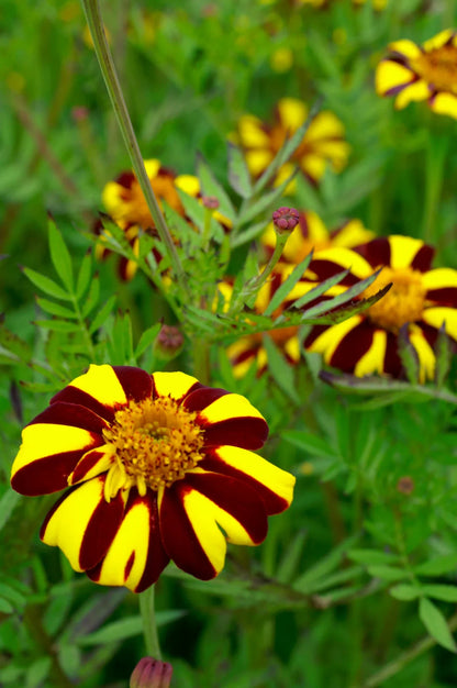 Marigold Jester Flower seeds for Planting Cut Flower Favorite Heirloom & GMO Free Seeds for Home Garden
