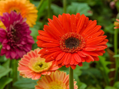 Orange Gerbera Jamesonii Flower seeds for Planting - Easy to Grow, Heirloom & GMO Free Seeds for Home Garden