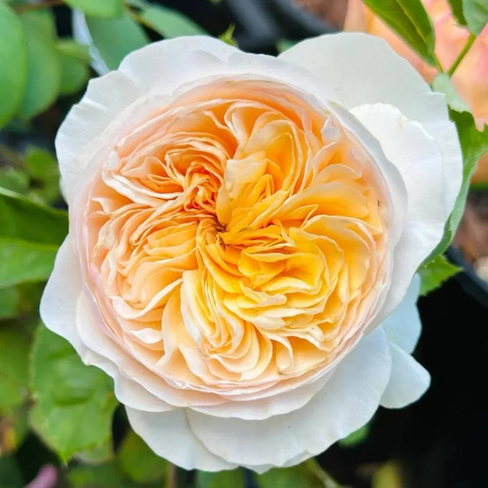 Juliet Flower seeds for Planting - Fragrant Blossoms, Heirloom & GMO Free Seeds for Home Garden