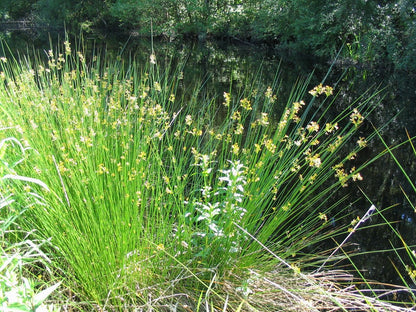 Rush Planting Seeds For Wetland | Perfect Aquatic Gardens And Natural Landscapes
