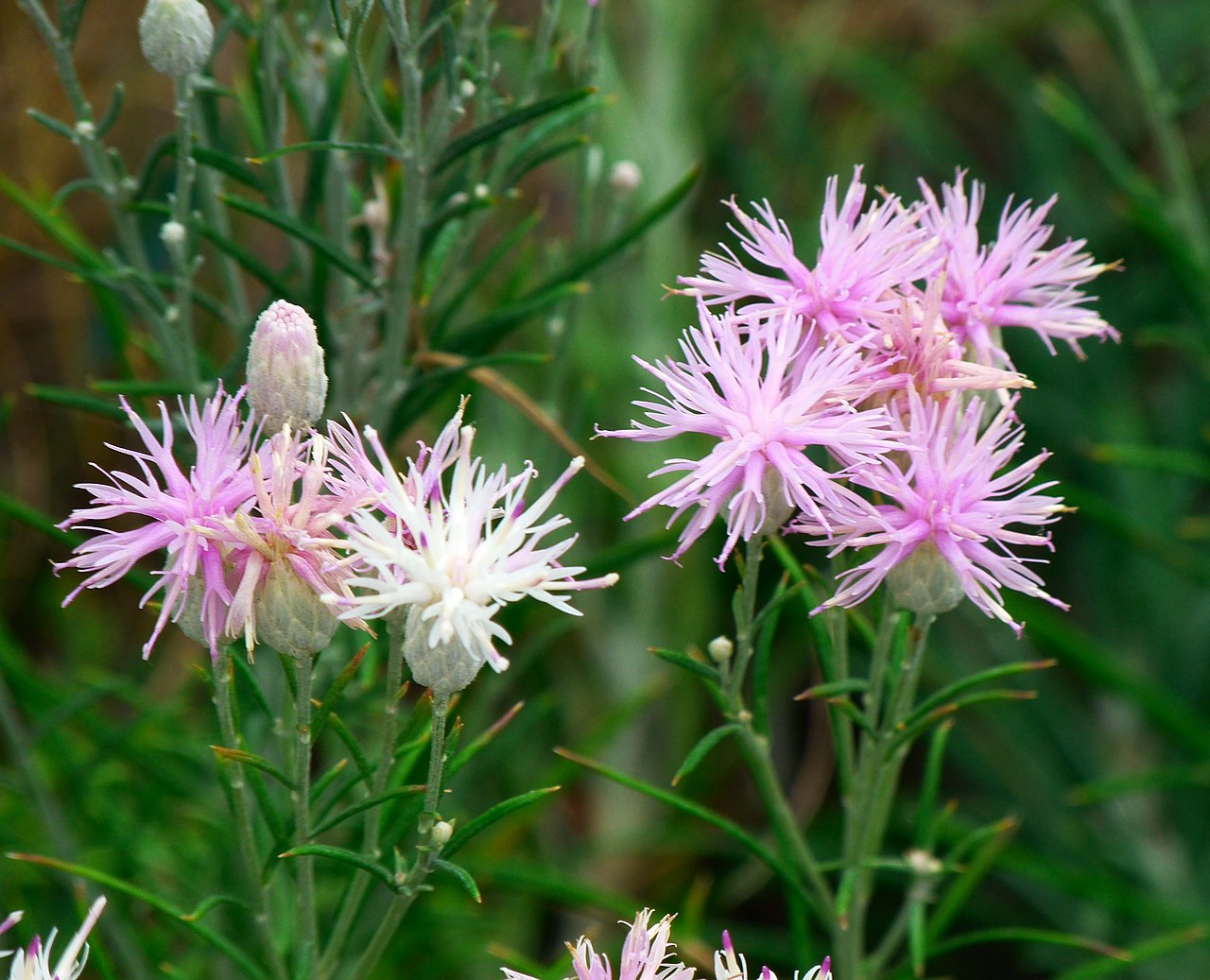 Pink Dianthus Superbus Flower seeds for Planting Hardy Variety, Heirloom & GMO Free Seeds for Home Garden vegetable and garden seeds