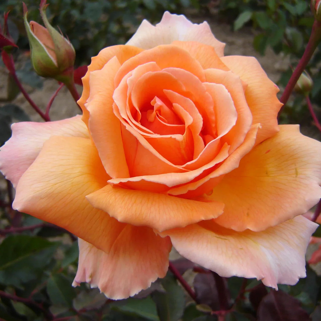 Orange Joey Hybrid Tea Rose Flower seeds for Planting Cut Flower Favorite, Heirloom & GMO Free Seeds for Home Garden vegetable and garden seeds