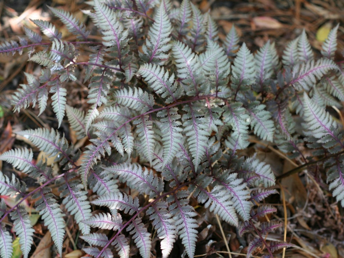 Japanese Painted Fern Flower seeds for Planting - Colorful Display, Heirloom & GMO Free Seeds for Home Garden