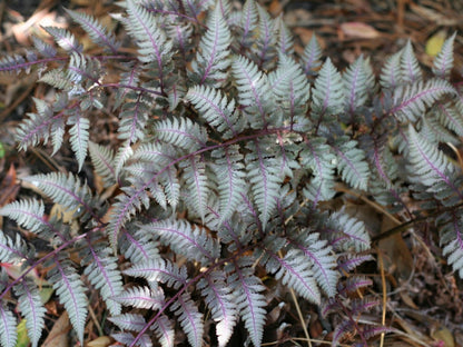 Japanese Painted Fern Flower seeds for Planting - Colorful Display, Heirloom & GMO Free Seeds for Home Garden