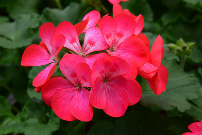 Maverick Scarlet Flower seeds for Planting Hardy Variety Heirloom & GMO Free Seeds for Home Garden