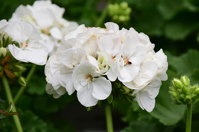 Premium White Geranium Pelargonium Flower seeds for Planting Drought Tolerant, Heirloom & GMO Free Seeds for Home Garden seeds