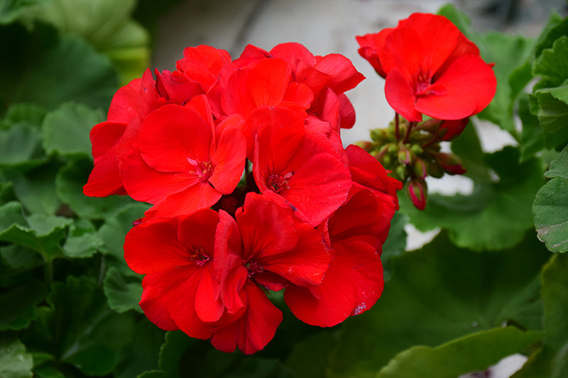 High quality Dark Red Pelargonium Flower seeds for Planting Garden Favorite, Heirloom & GMO Free Seeds for Home Garden seeds pack