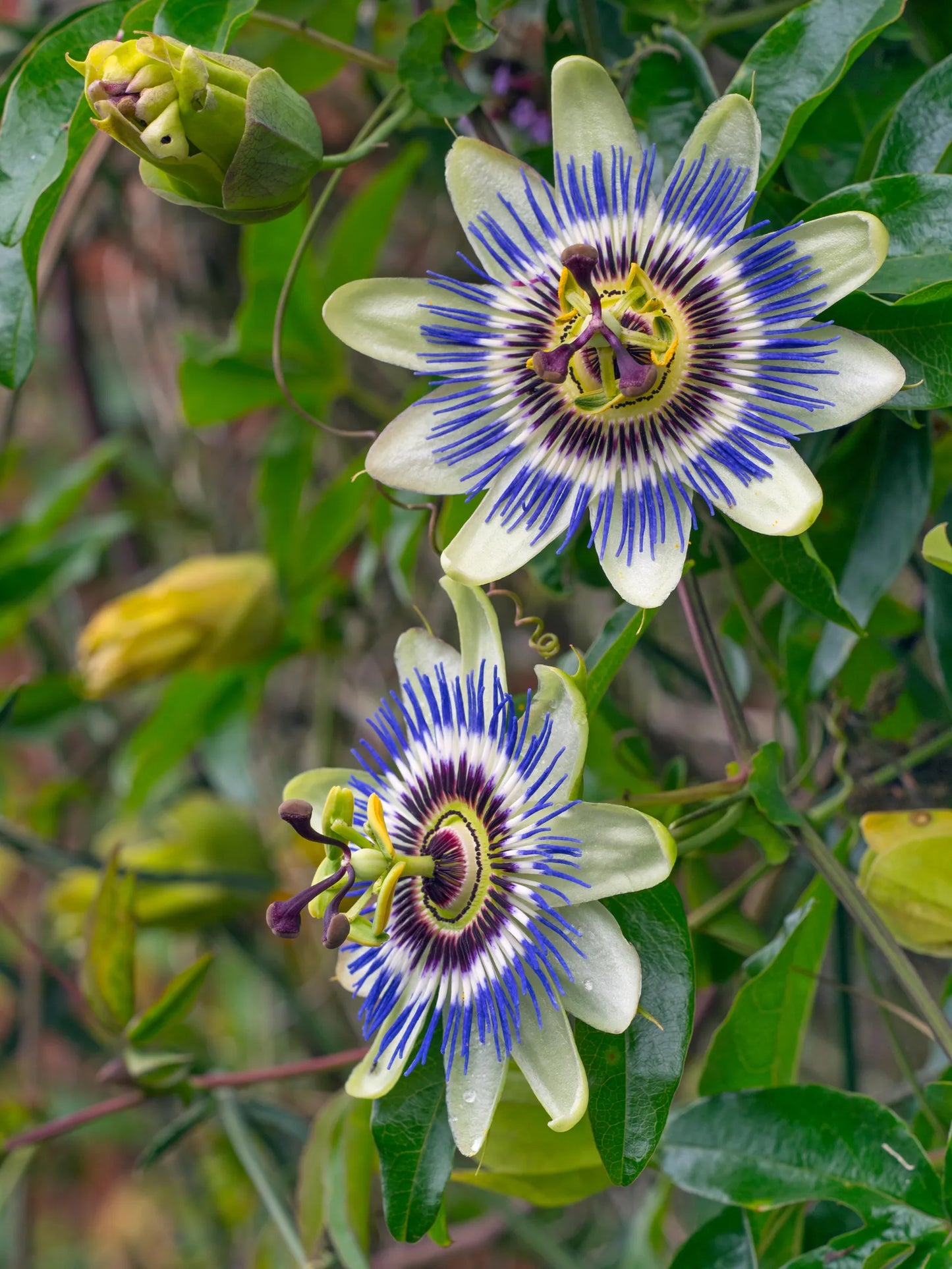Heirloom Passion Flower seeds for Planting Easy to Grow Heirloom & GMO Free Seeds for Home Garden