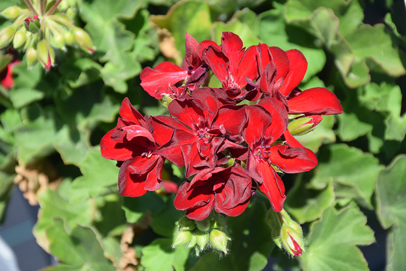 Premium Maroon Univalve Geranium Flower seeds for Planting Drought Tolerant, Heirloom & GMO Free Seeds for Home Garden seeds