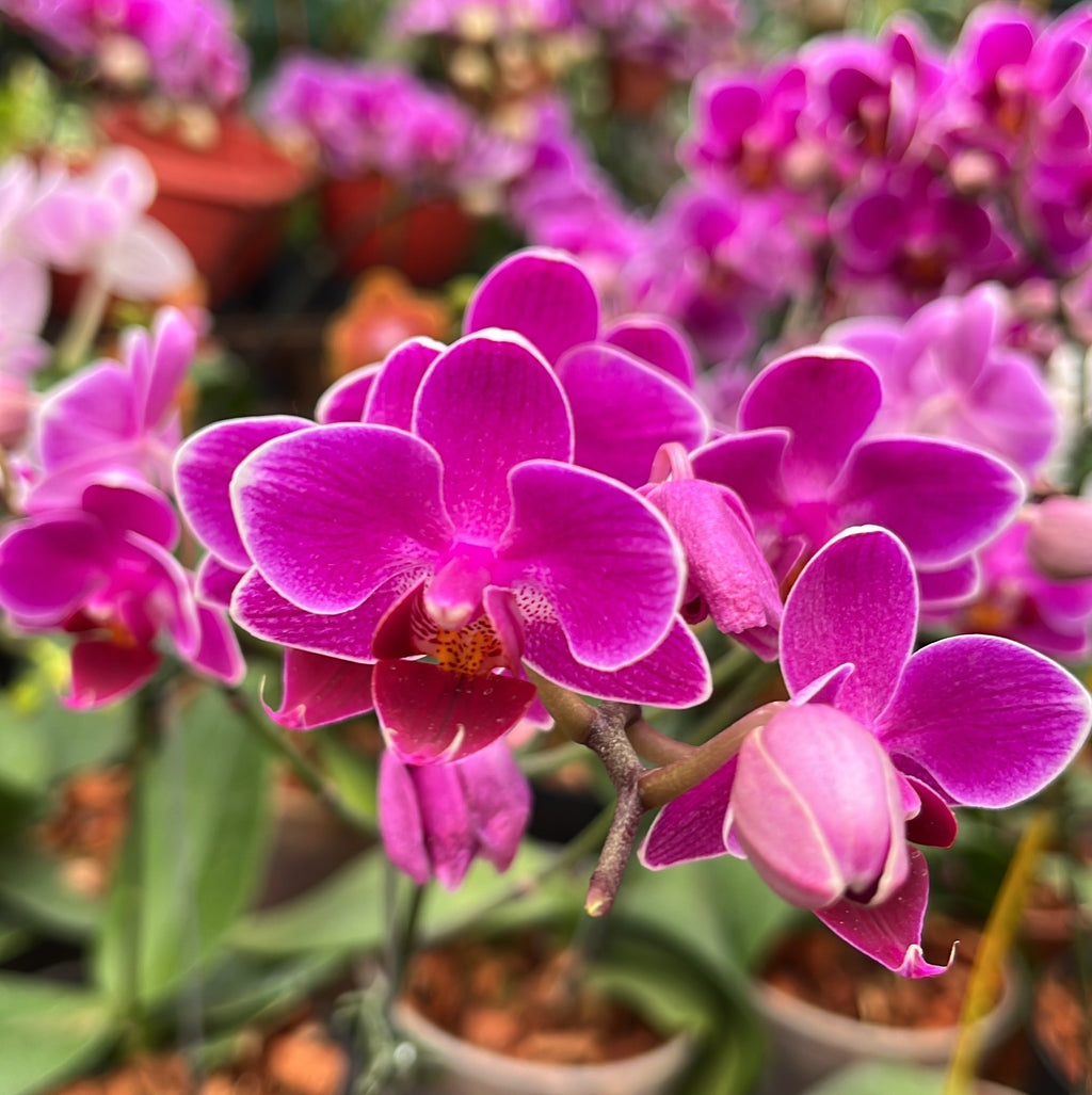 Premium Violet Phalaenopsis Orchid Flower seeds for Planting Garden Favorite, Heirloom & GMO Free Seeds for Home Garden seeds