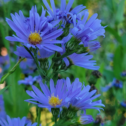 Aster Flower Seeds Planting Blue