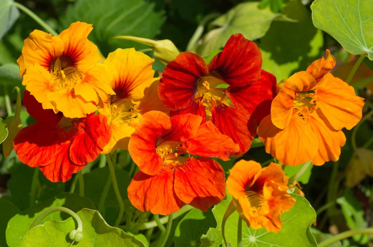 Kapuzinerkresse Flower seeds for Planting Long Bloom Season Heirloom & GMO Free Seeds for Home Garden