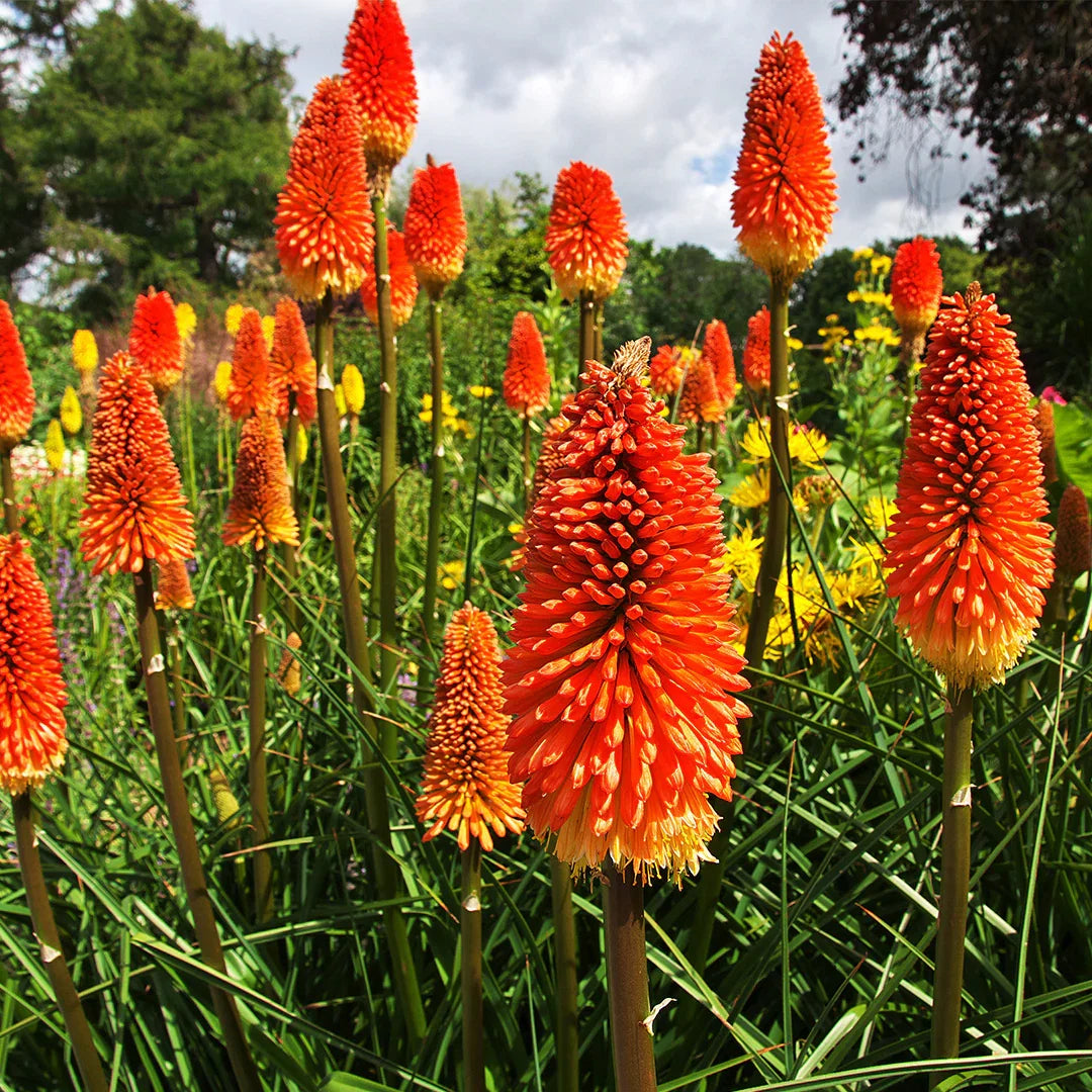 Heirloom Poker Flower seeds for Planting Pollinator Friendly Heirloom & GMO Free Seeds for Home Garden