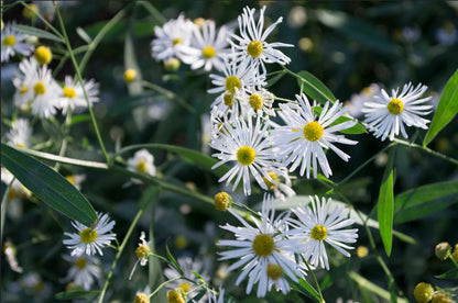 Boltonia Asteroides Flower seeds for Planting Bright Blooms Heirloom & GMO Free Seeds for Home Garden