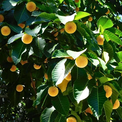Green Anthocephalus Kadamba Flower seeds for Planting Colorful Display, Heirloom & GMO Free Seeds for Home Garden seeds for planting