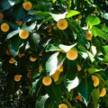 Green Anthocephalus Kadamba Flower seeds for Planting Colorful Display, Heirloom & GMO Free Seeds for Home Garden seeds for planting