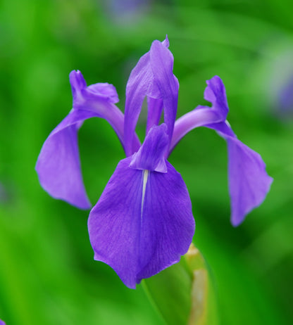 Crocosmia Flower seeds for Planting Seasonal Bloomer Heirloom & GMO Free Seeds for Home Garden