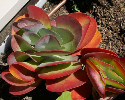 Kalanchoe Gastonis Garden Blooms from Seeds