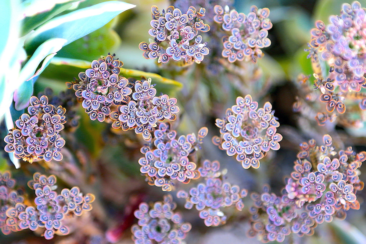 Blue Kalanchoe Flower seeds for Planting Vibrant Colors, Heirloom & GMO Free Seeds for Home Garden vegetable and garden seeds