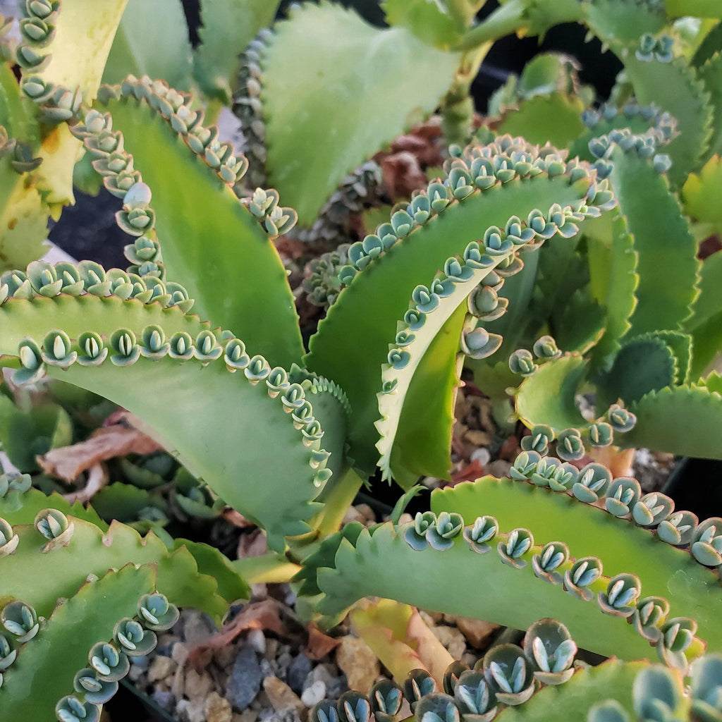High quality Kalanchoe Daigremontiana Flower seeds for Planting Pollinator Friendly, Heirloom & GMO Free Seeds for Home Garden seeds pack