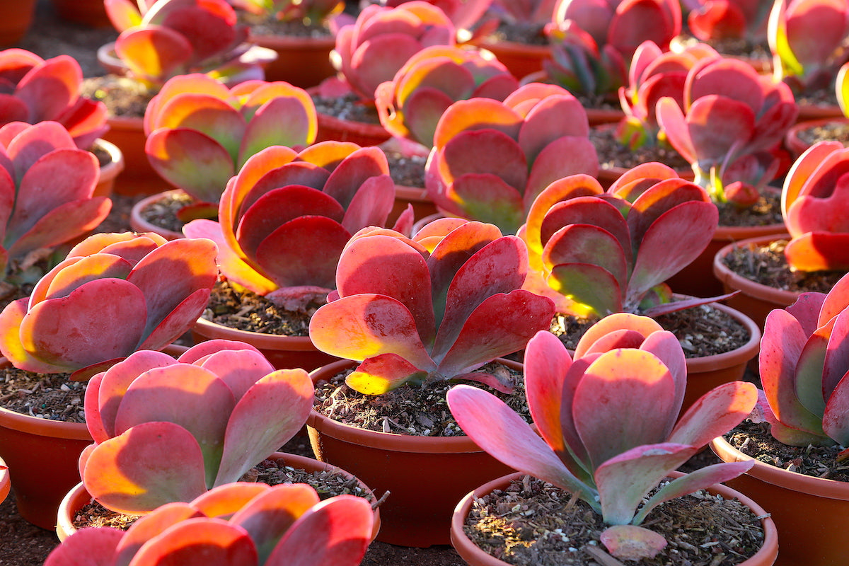 Container Planting Kalanchoe Gastonis Seeds