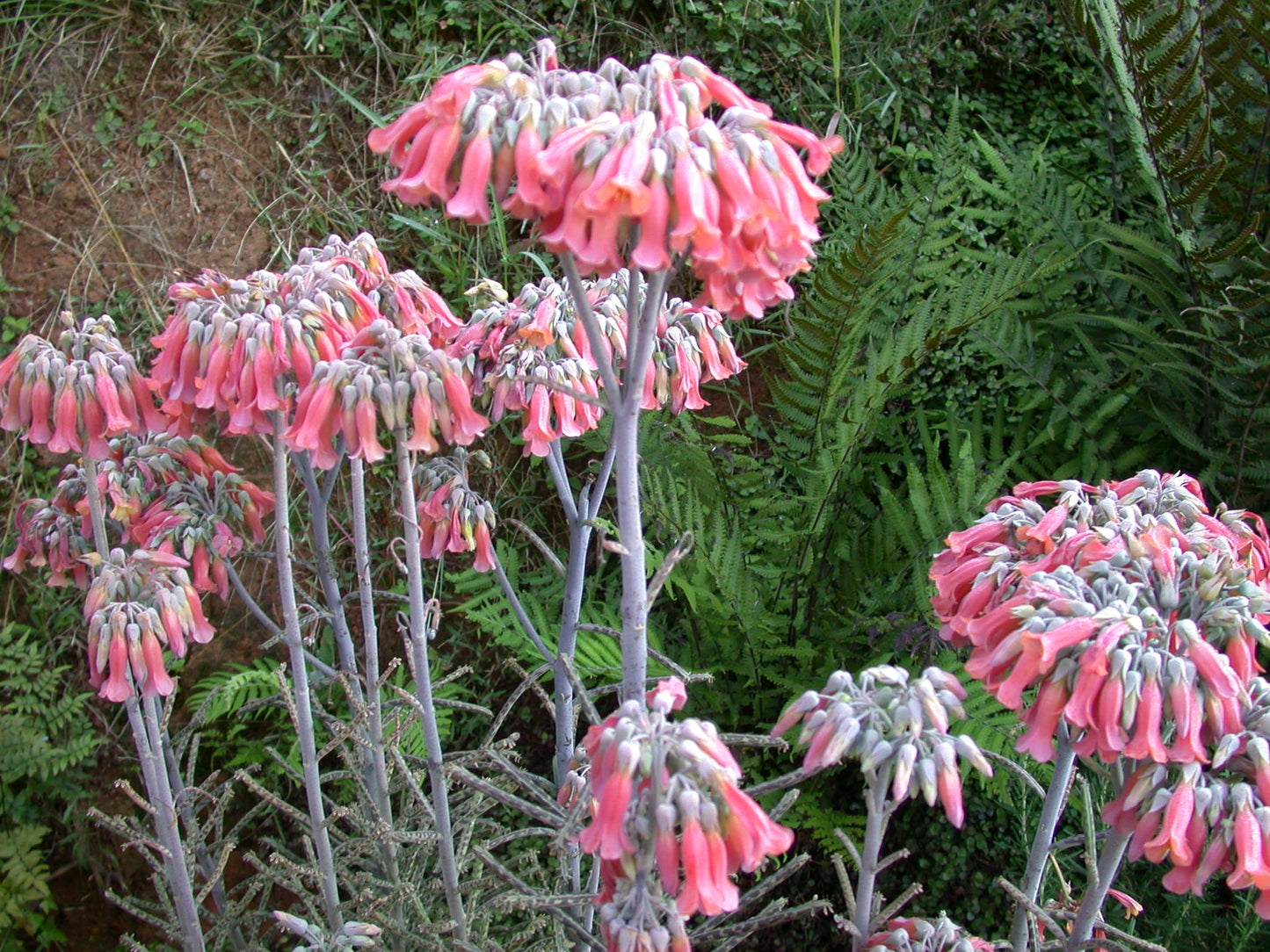 Chandelier Flower seeds for Planting Cottage Garden Essential Heirloom & GMO Free Seeds for Home Garden