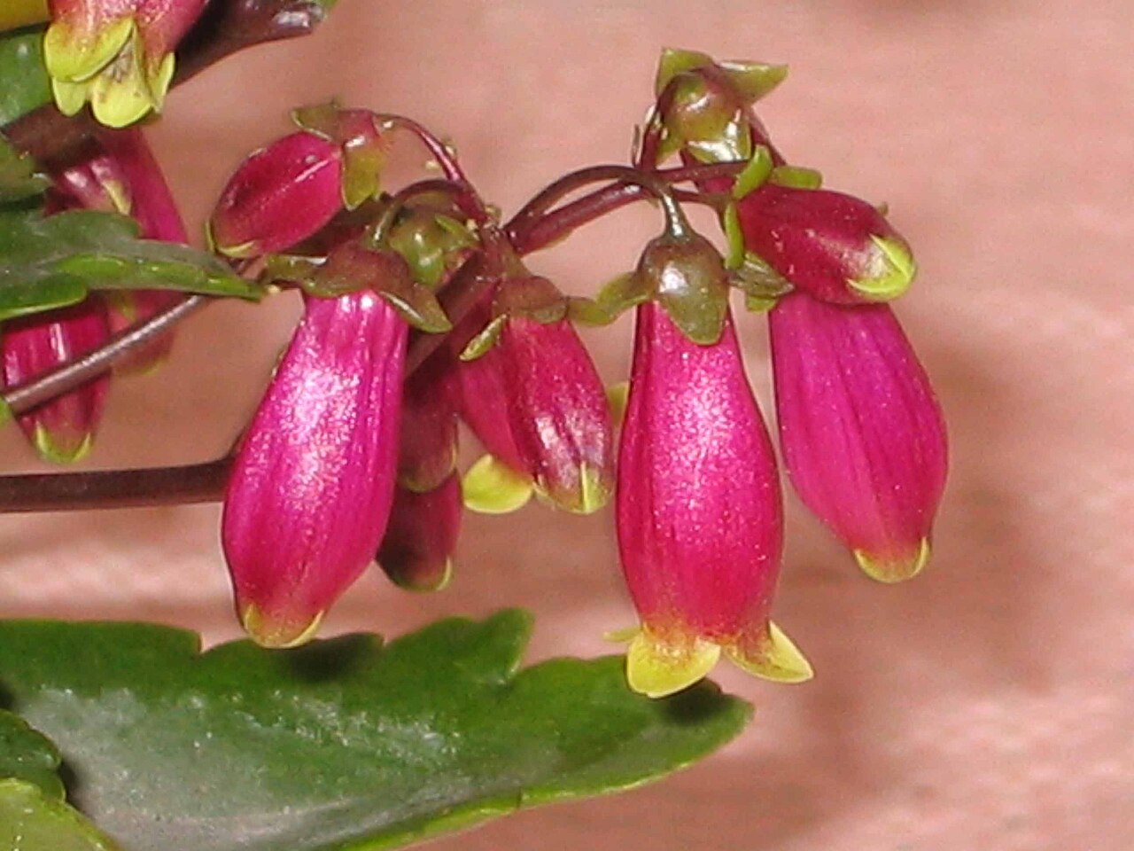 Kalanchoe Wendy Flower seeds for Planting Cottage Garden Essential Heirloom & GMO Free Seeds for Home Garden vegetable and garden seeds
