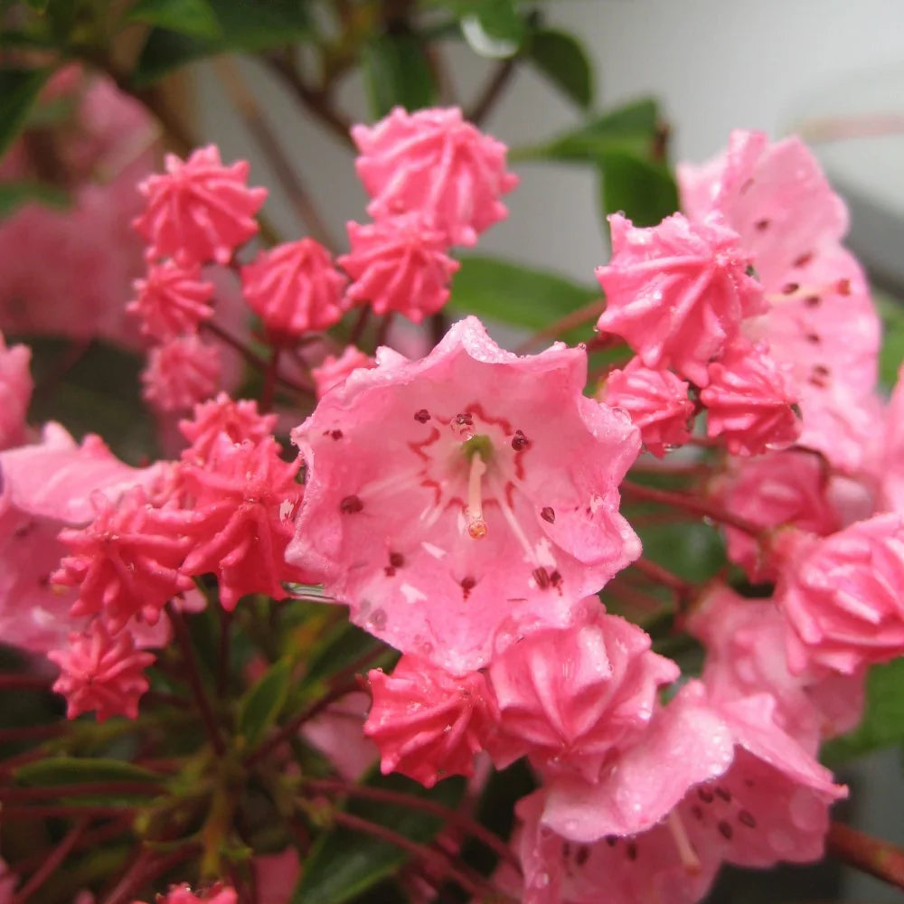 Pink Kalmia Flower seeds for Planting Premium Quality, Heirloom & GMO Free Seeds for Home Garden vegetable and garden seeds