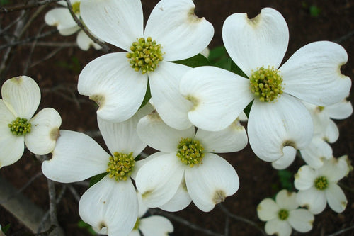 Premium Cornus Flower seeds for Planting Fragrant Blossoms, Heirloom & GMO Free Seeds for Home Garden Sale seeds