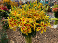Yellow Red Lilium Flower seeds for Planting Hardy Variety, Heirloom & GMO Free Seeds for Home Garden seeds for planting