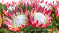 Pink White Protea Flower seeds for Planting Wildflower Mix, Heirloom & GMO Free Seeds for Home Garden seeds for planting