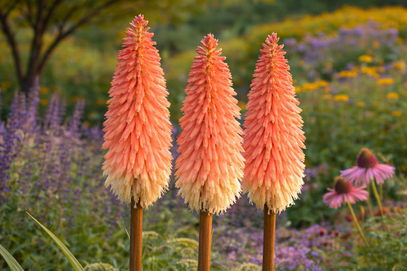 Premium Red Yellow Kniphofia Flower seeds for Planting Long Bloom Season, Heirloom & GMO Free Seeds for Home Garden seeds