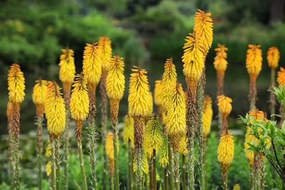 Kniphofia Flower seeds for Planting Cut Flower Favorite Heirloom & GMO Free Seeds for Home Garden