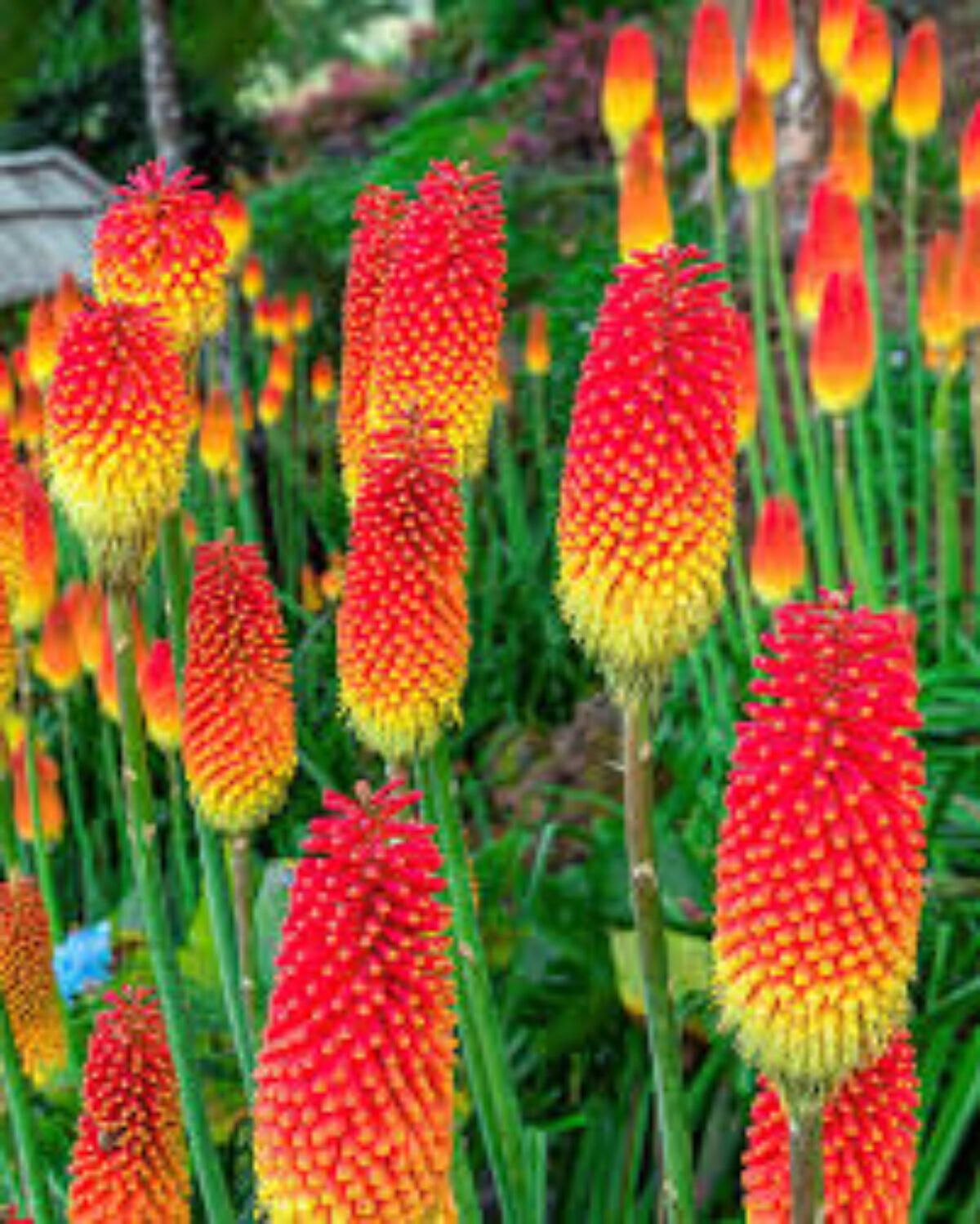 Kniphofia Flower seeds for Planting Shade Tolerant Heirloom & GMO Free Seeds for Home Garden